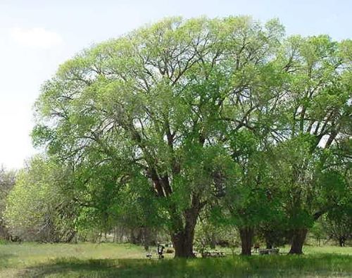 Siberian Elm tree